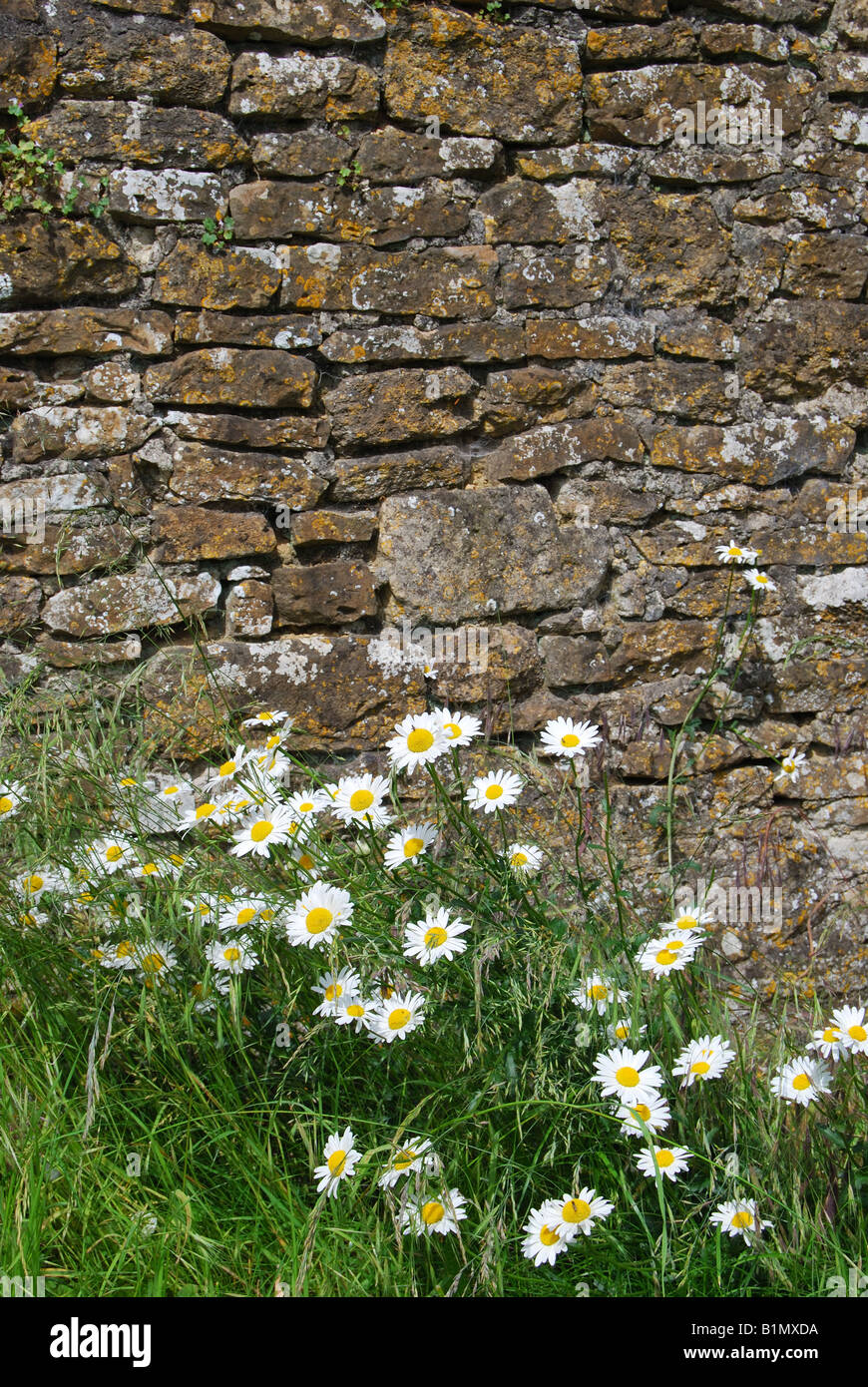 Wild flowers by wall, Wiltshire, Cotswolds, England, United Kingdom Stock Photo