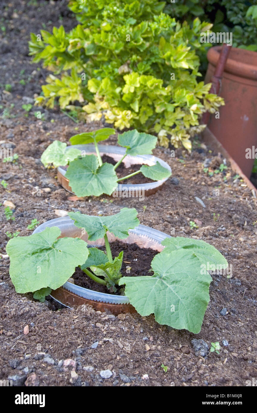 Courgette plants protected by copper slug deterrent on allotment Stock Photo