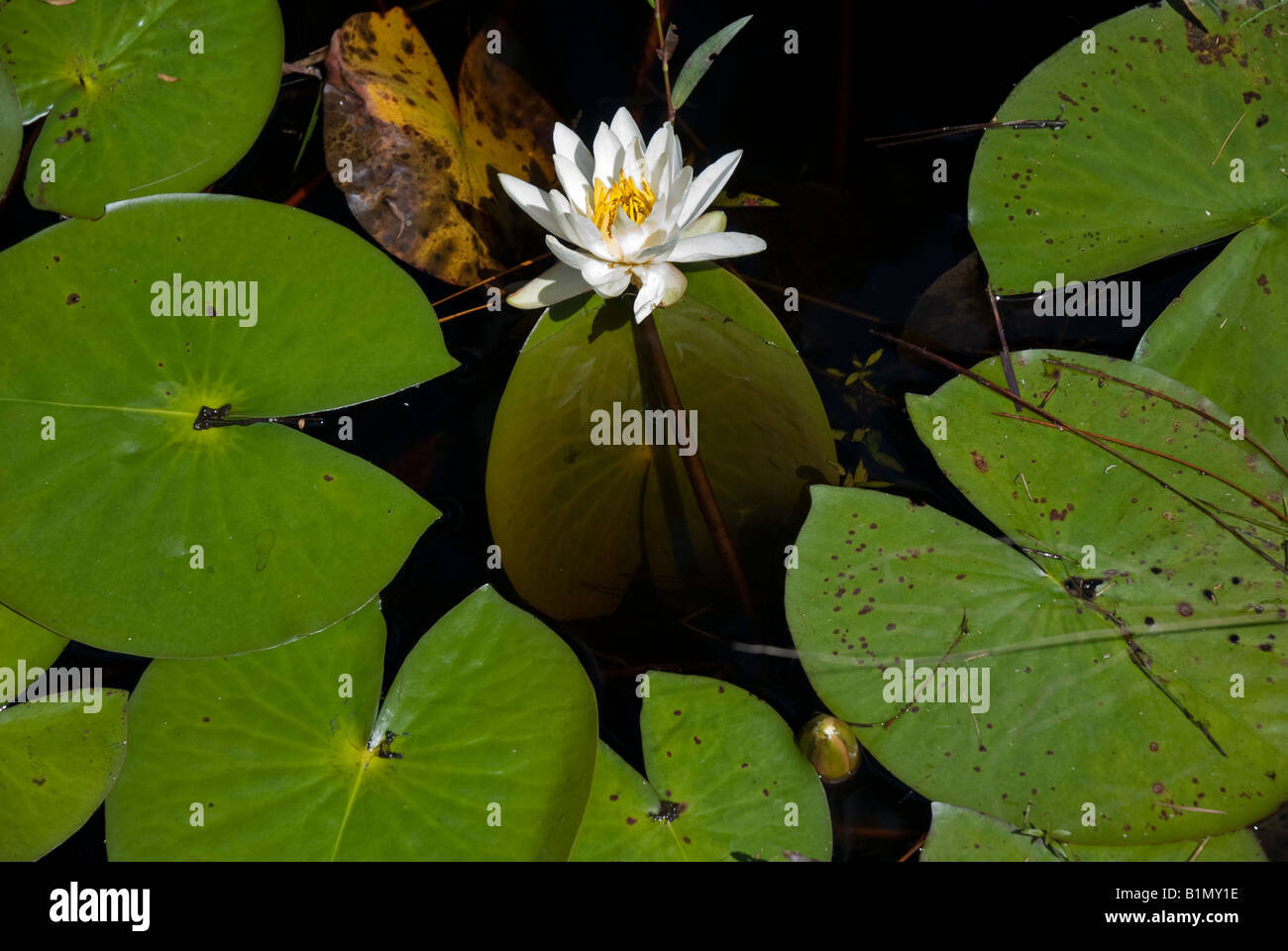 flower and floating leaves of the white water lily nymphea odorata at Tate s Hell State Forest North Florida Stock Photo