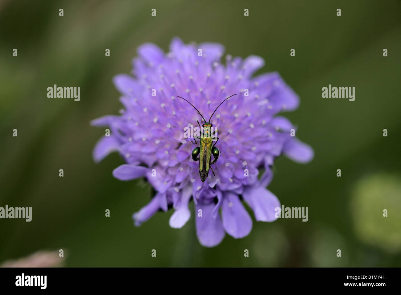 Male thick-legged flower beetle (Oedemera nobilis) on Field Scabious (Knautia arvensis) Stock Photo