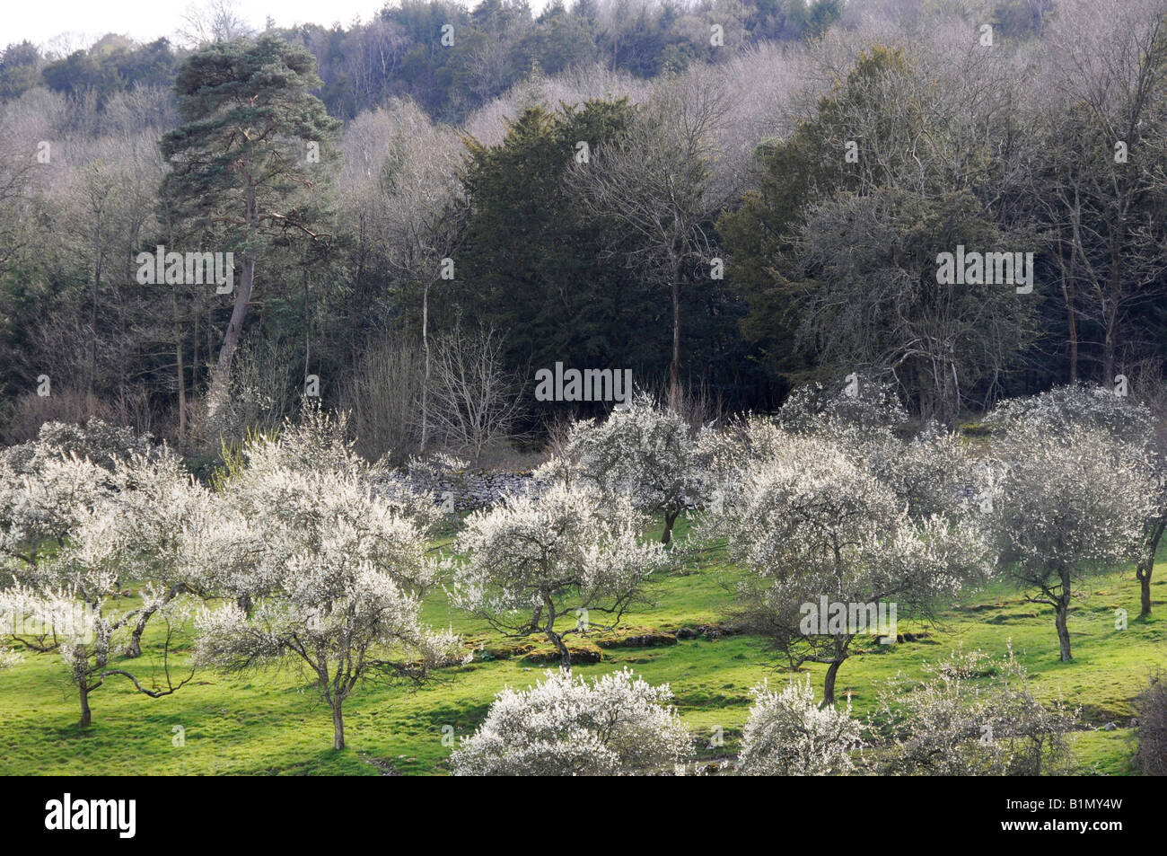Damson orchard in blossom in the Lyth Valley in the English Lake