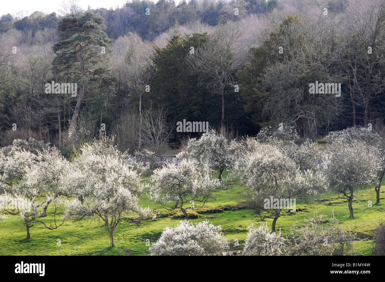 Damson orchard in blossom in the Lyth Valley in the English Lake District. Stock Photo