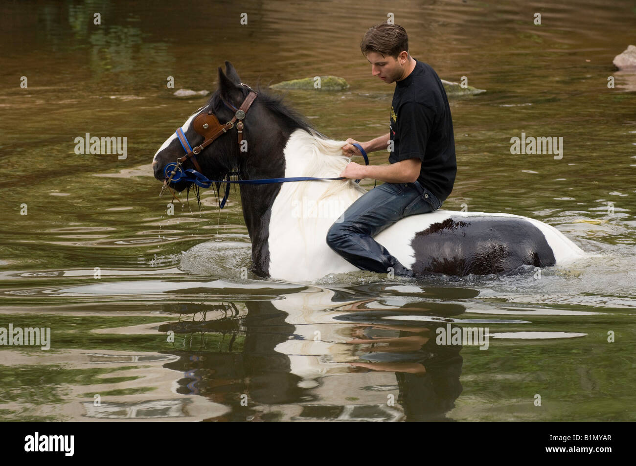 Wash washing horse pony hires stock photography and images Alamy