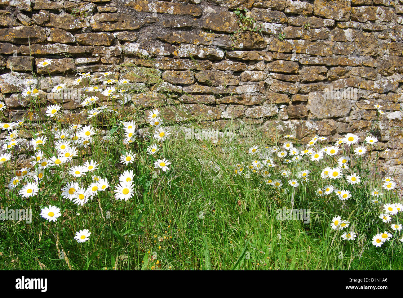 Wild flowers by wall, Wiltshire, Cotswolds, England, United Kingdom Stock Photo