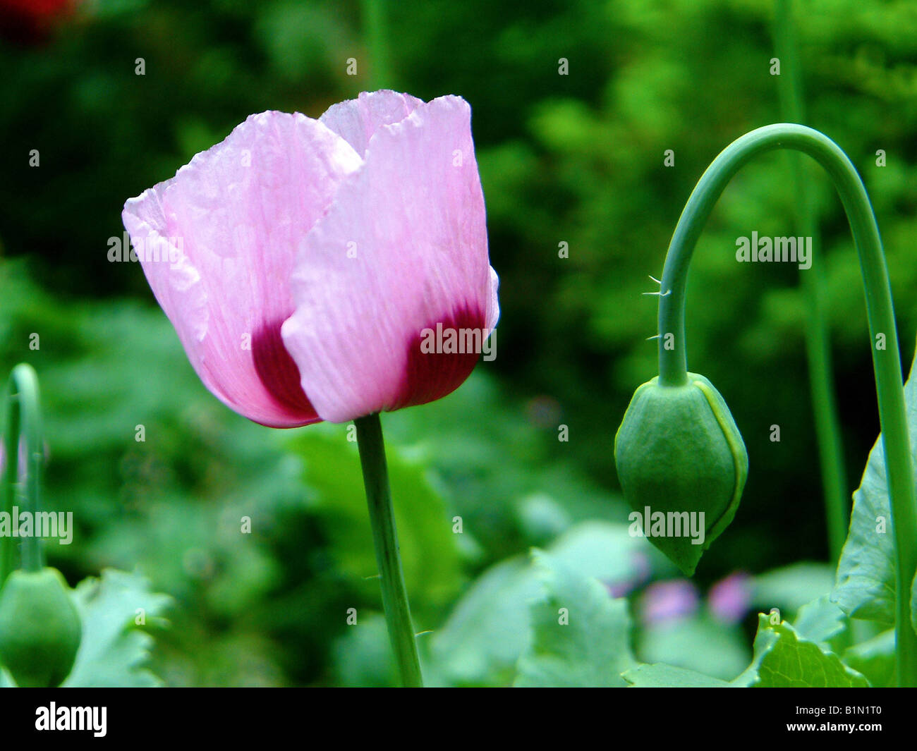 Pretty purple poppy flower hi-res stock photography and images - Alamy