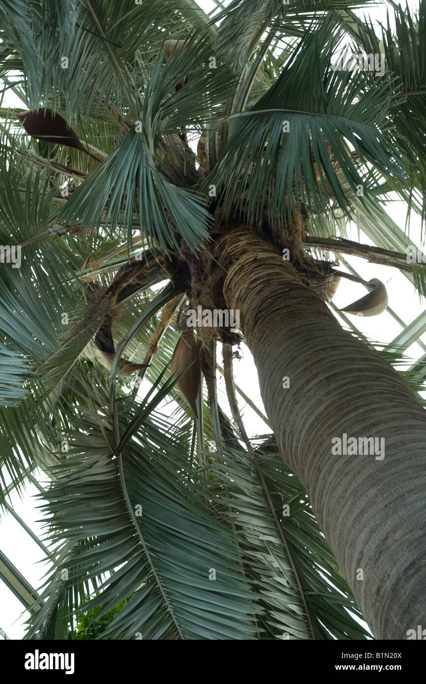 The palm tree london hires stock photography and images Alamy