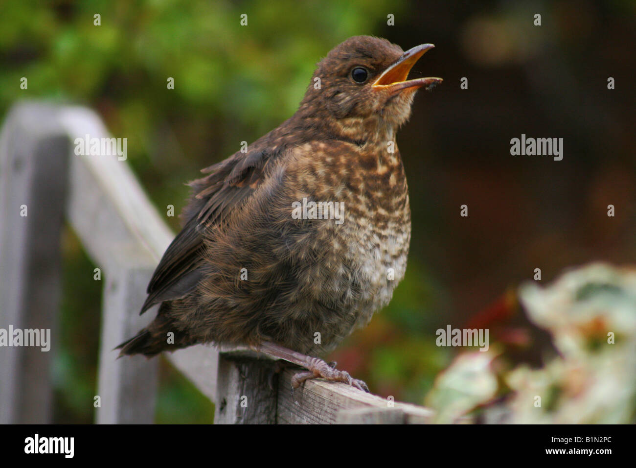 Thrush fledgling sat on the fence Stock Photo