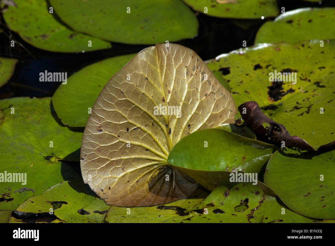 underside of leaf of water lily pad in Apalachicola River Apalachicola
