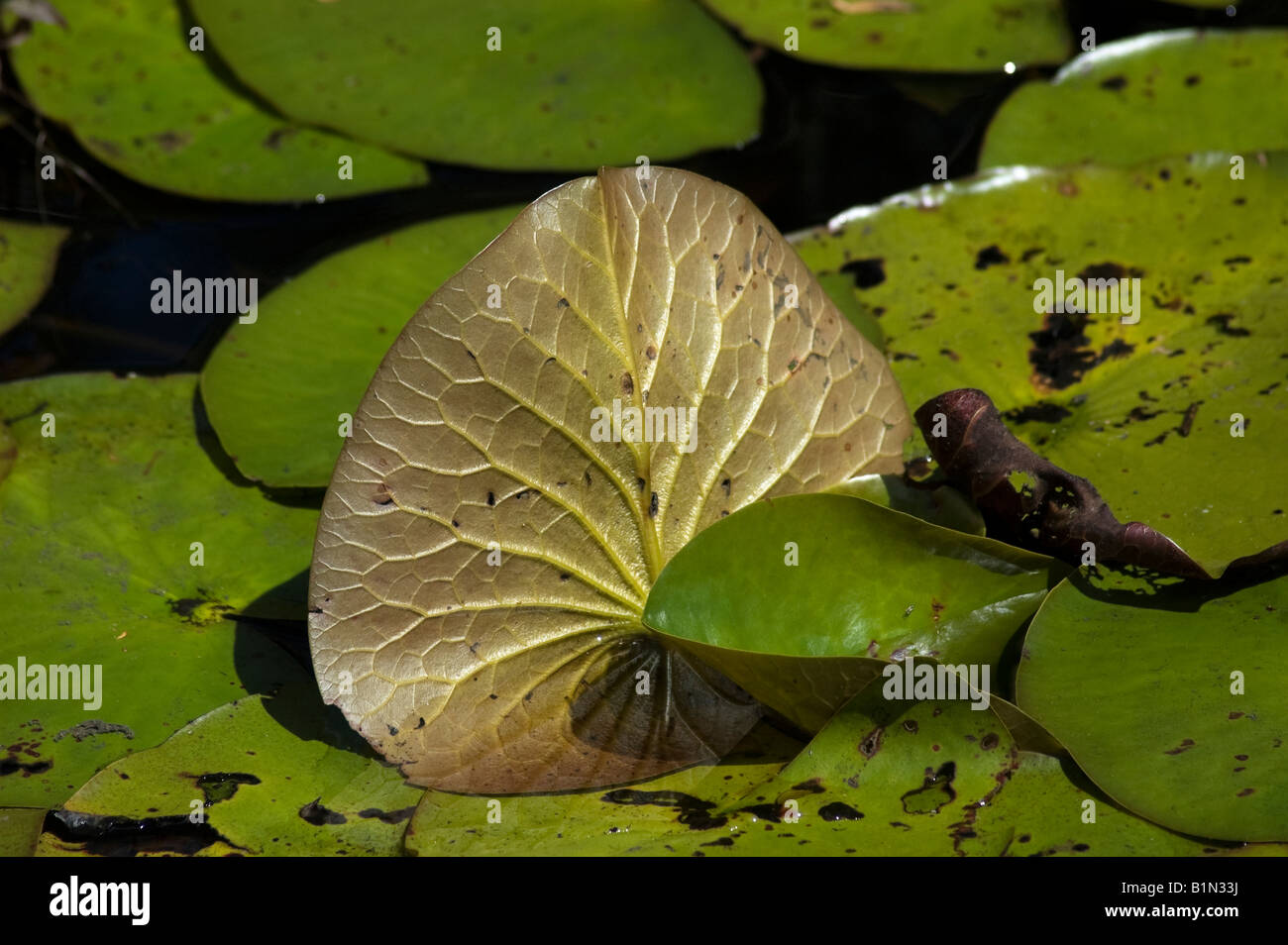 underside of leaf of water lily pad in Apalachicola River Apalachicola Florida Stock Photo