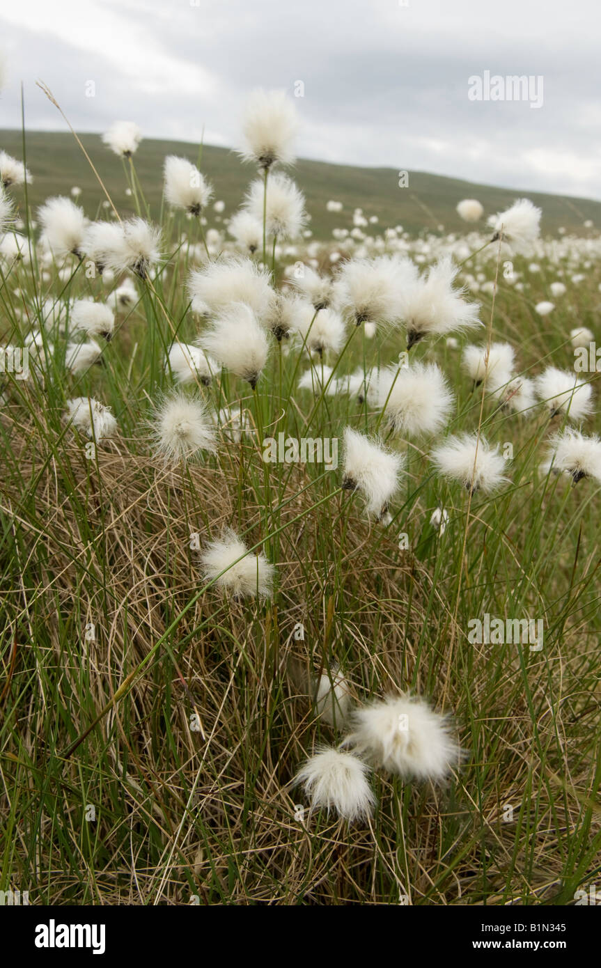 Hare s Tail Cotton Grass Eriophorum vaginatum flowering on moorland in Cumbria Stock Photo