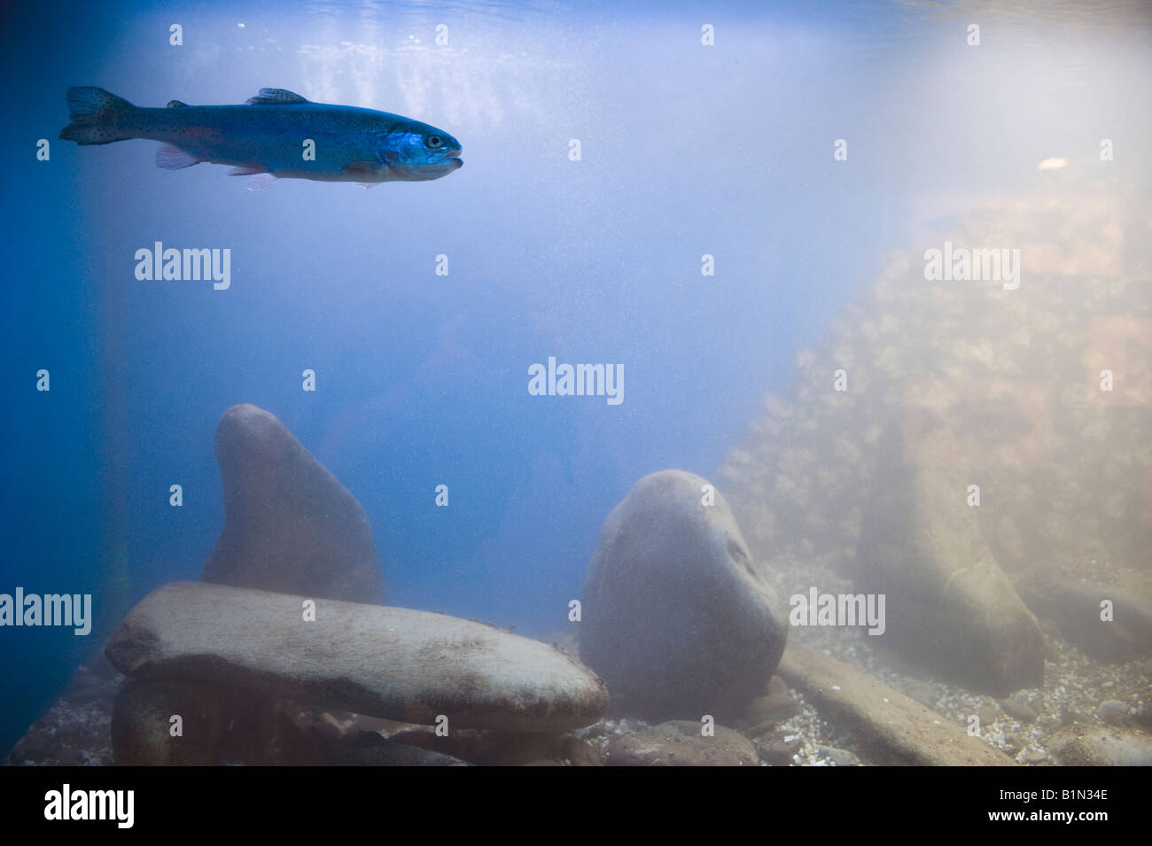 freshwater trout in aquarium annecy france Stock Photo Alamy