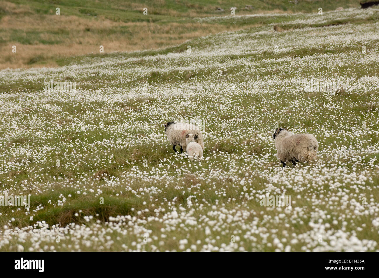 Sheep walking through patch of Hare s Tail Cotton Grass Eriophorum vaginatum flowering on moorland in Cumbria Stock Photo