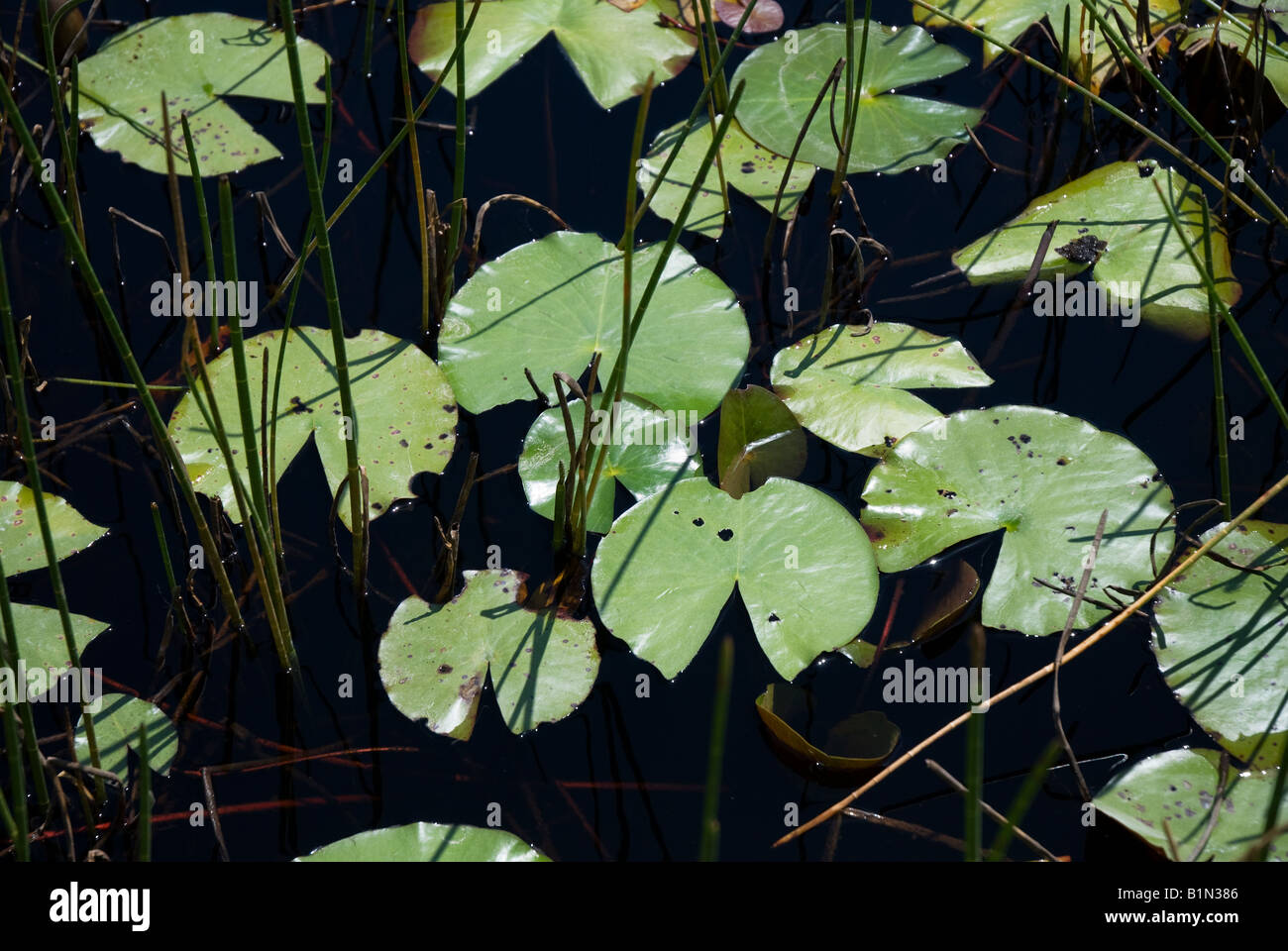 floating leaves of the white water lily nymphea odorata at Tate s Hell State Forest North Florida Stock Photo