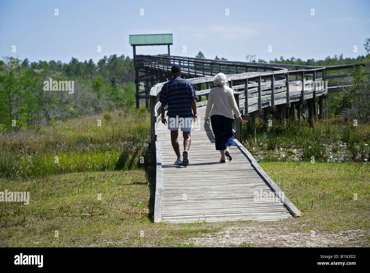 visitors at dwarf cypress overlook at Tates Hell State Forest, North Florida. Stock Photo