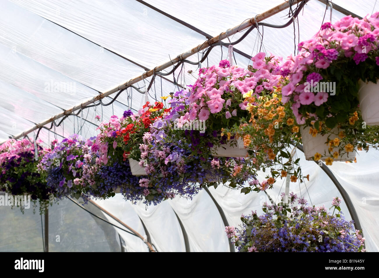 Hanging baskets garden hires stock photography and images Alamy