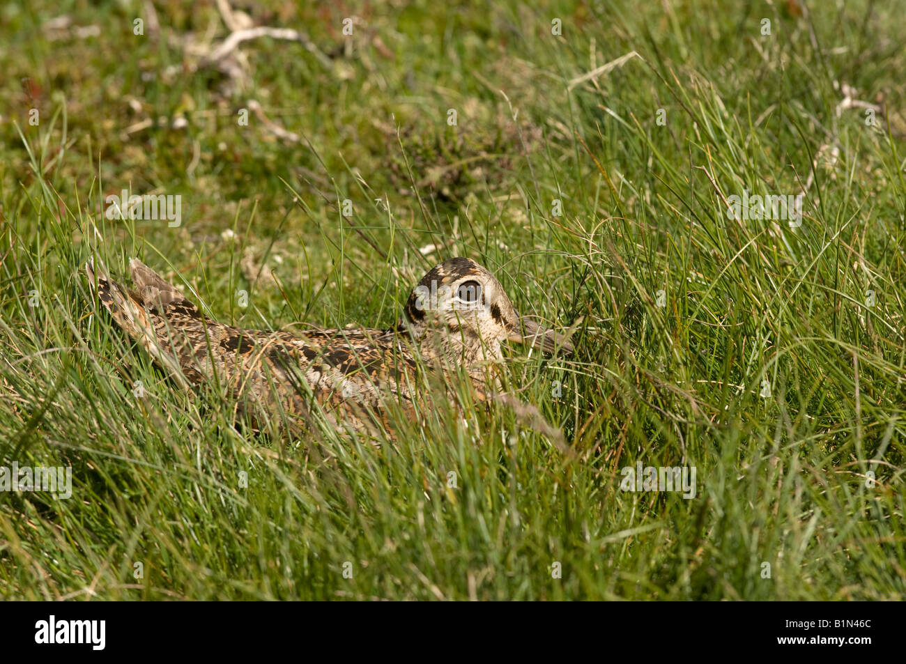 Woodcock Scolopax rusticola adult incubating on nest moorland Swaledale North Yorkshire Stock Photo