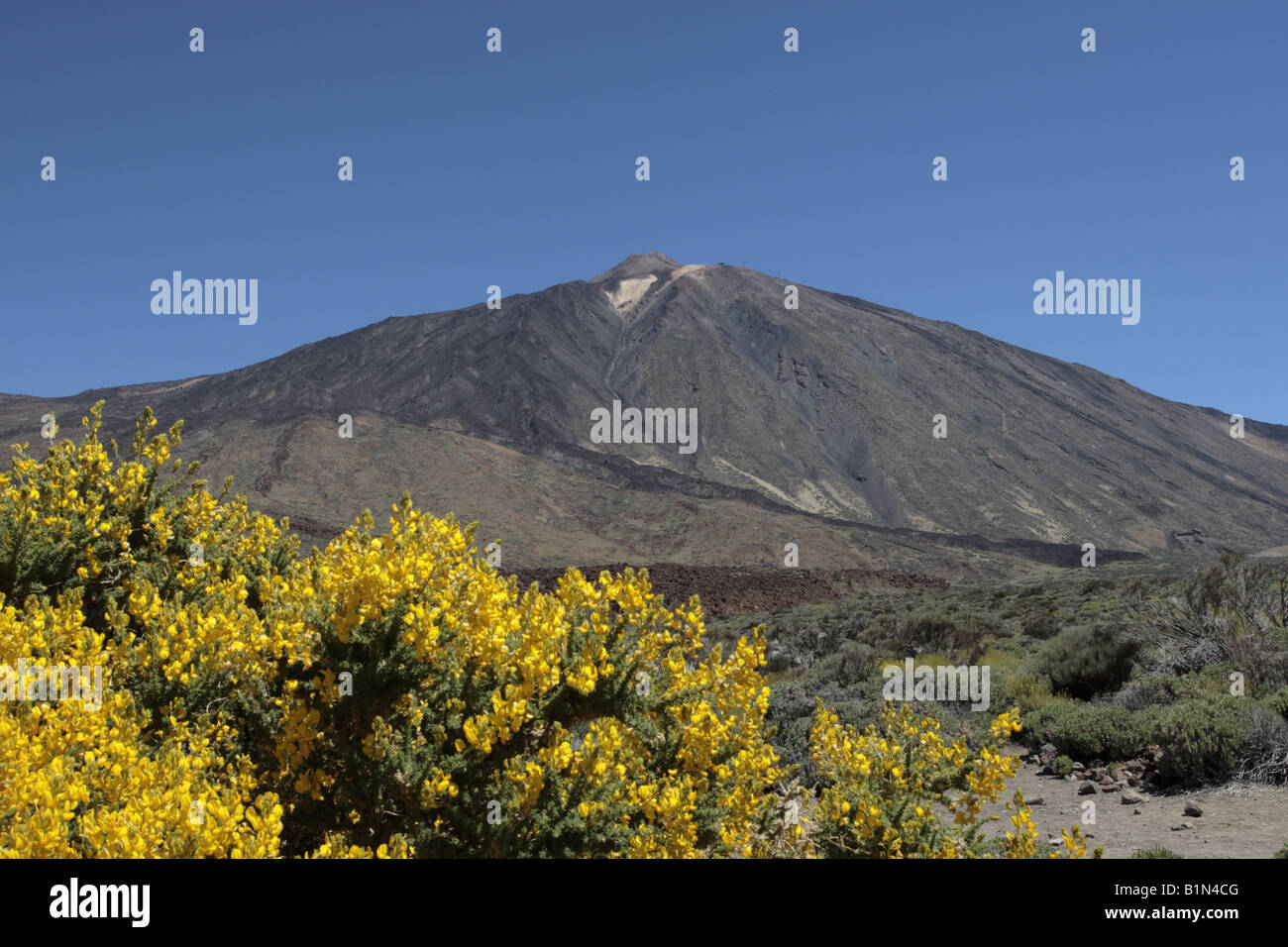 Mount Teide rises up behind a bright yellow Gorse bush in June Las Canadas del Teide national park Tenerife Canary Islands Stock Photo