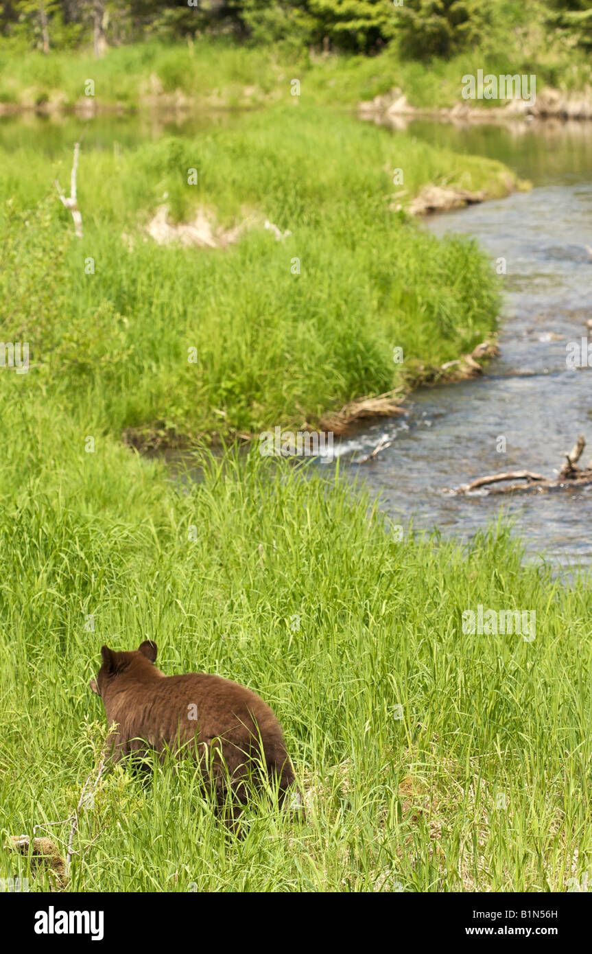Black bear at Mendenhall Glacier Juneau AK Stock Photo Alamy