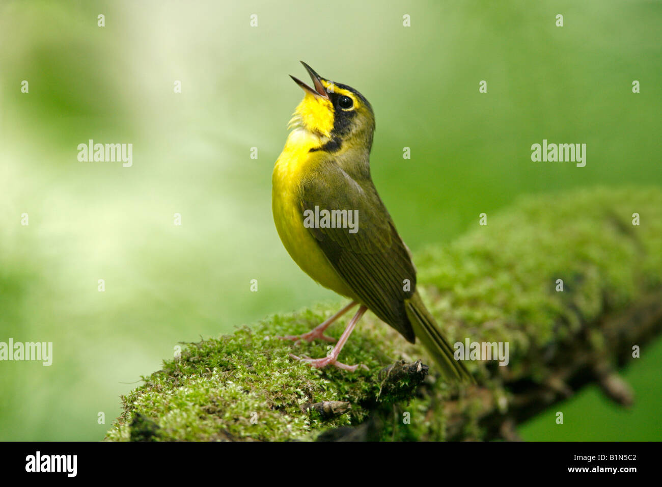 Singing Kentucky Warbler perched on moss covered branch Stock Photo