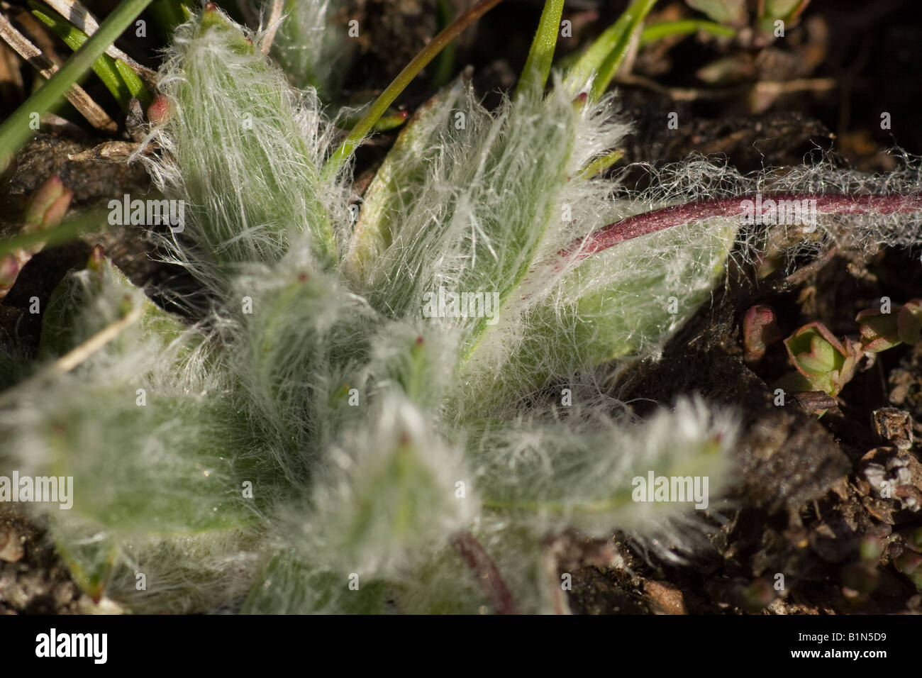 A Plantago nivalis, rare endemic plant of Sierra Nevada, Spain Stock Photo