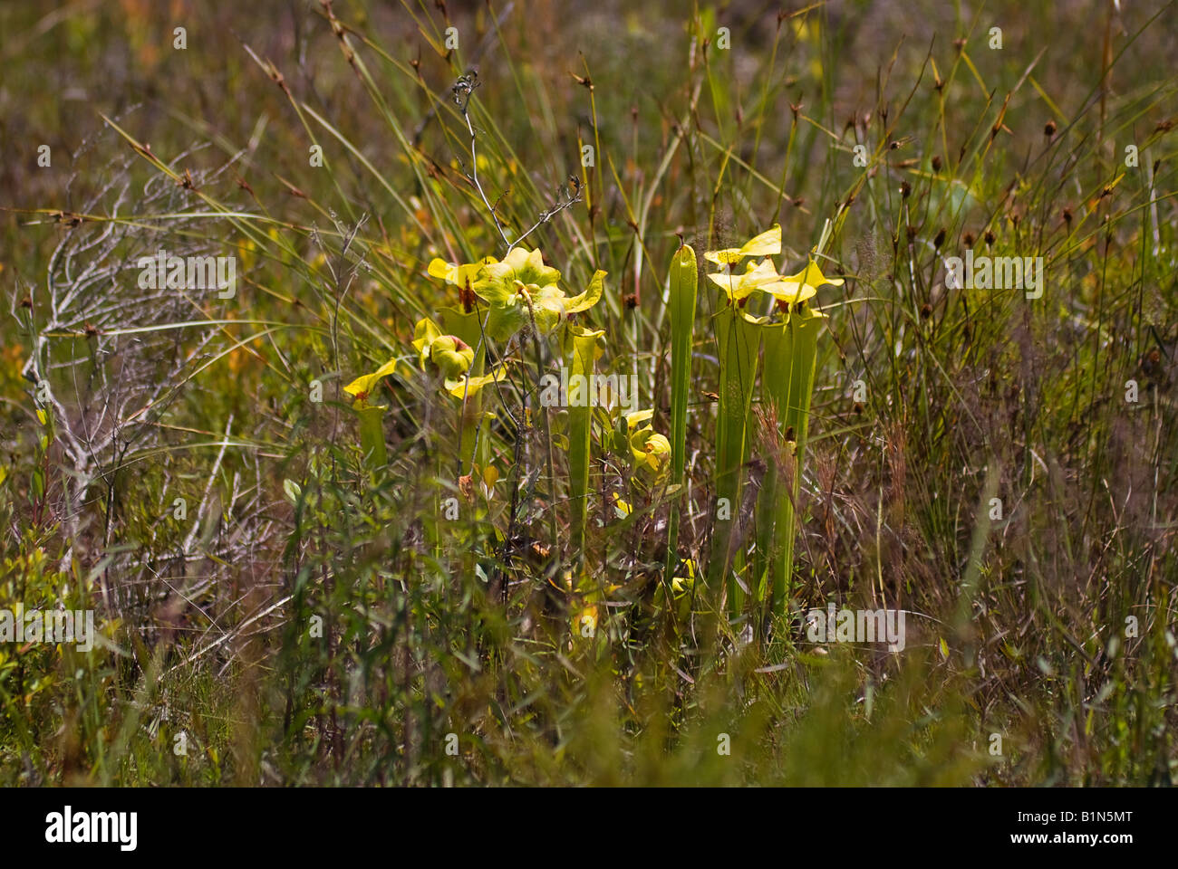 pitcher plants Sarracenia flava at Tates Hell State Forest Florida Stock Photo