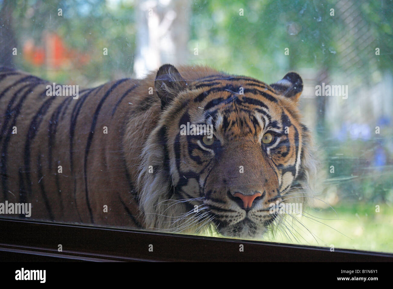 A captive tiger in a zoo behind glass Stock Photo
