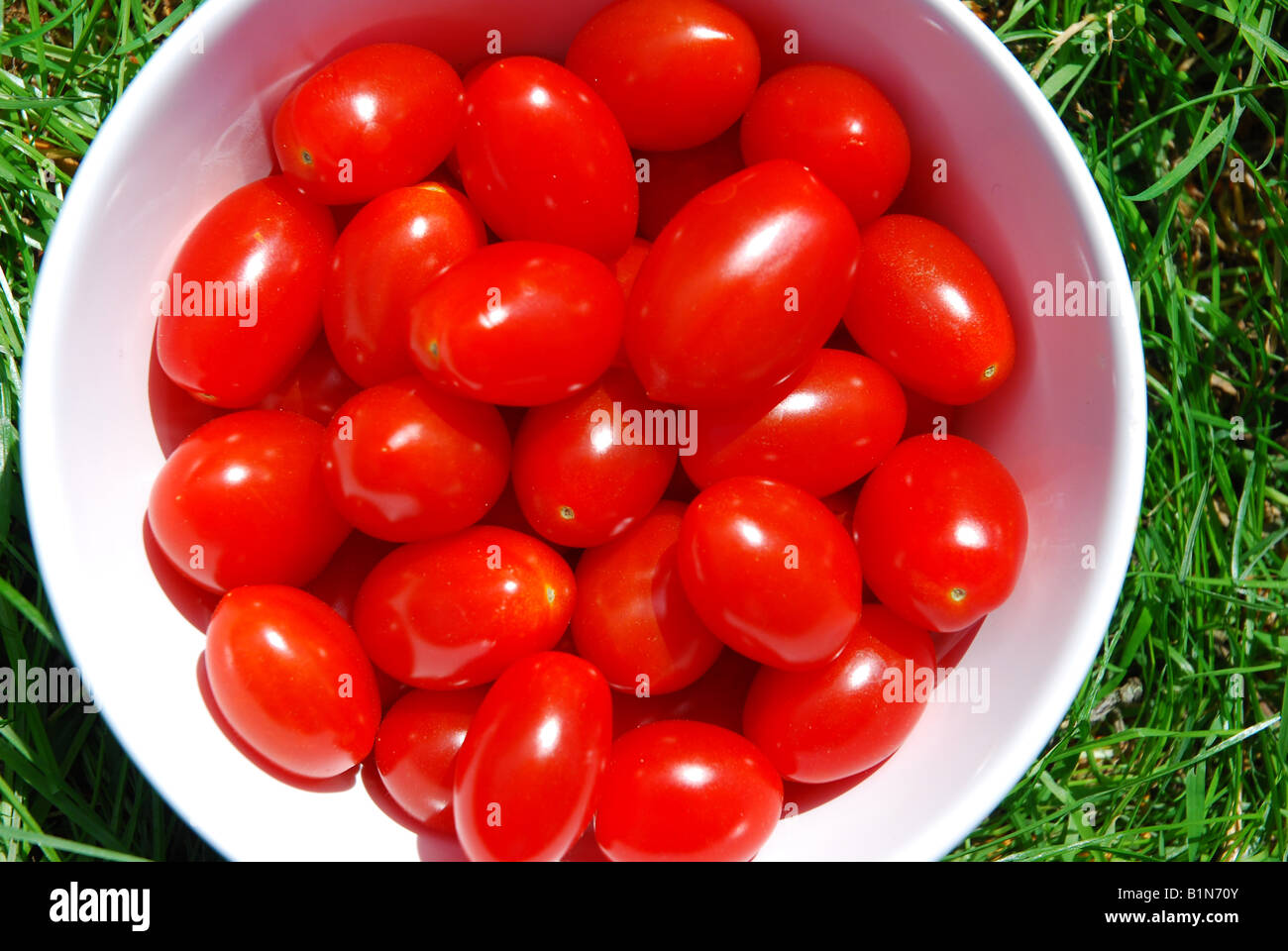 fresh tomatoes 'coeur de pigeon' in a white bowl with a grass background Stock Photo