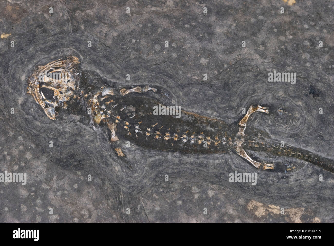 Prehistoric amphibian, Branchiosaurus humbergensis, Permian, Germany Stock Photo