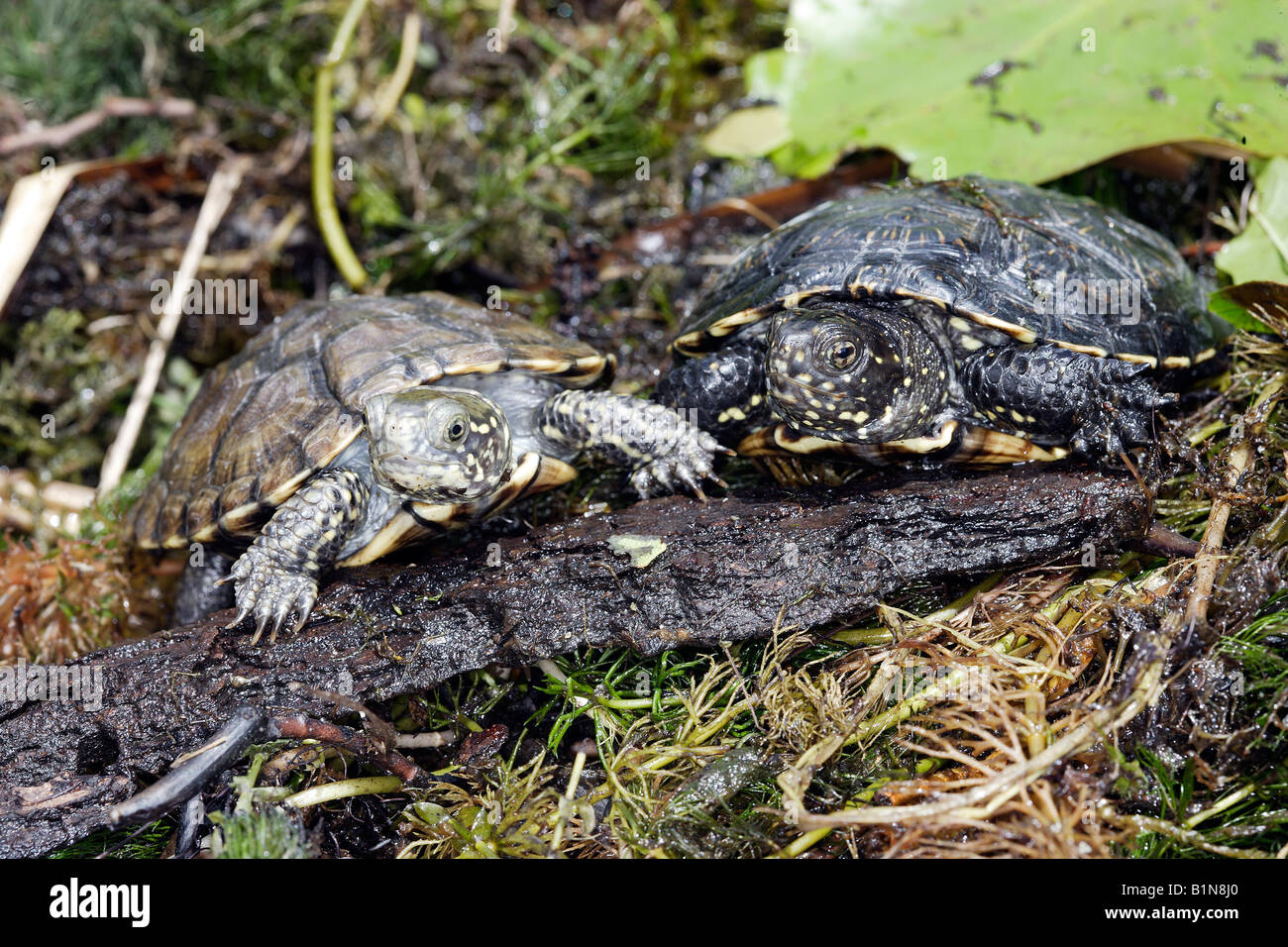 European Pond Turtle (Emys orbicularis), two individuals on log Stock Photo