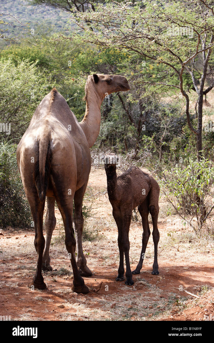 One-humped camel or dromedary (Camelus dromedarius), mother with young Stock Photo