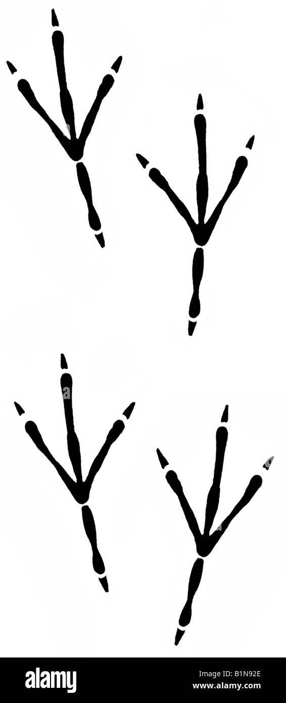 Waxwing (Bombycilla garrulus), footprints, drawing Stock Photo