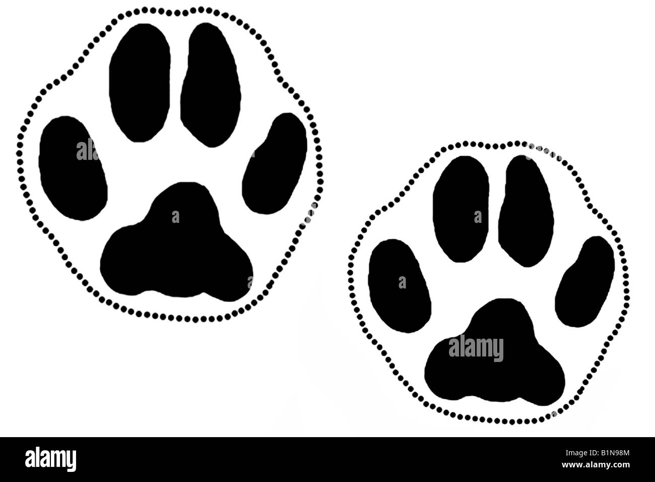 European Lynx (Lynx lynx, Felis lynx), footprints, drawing Stock Photo