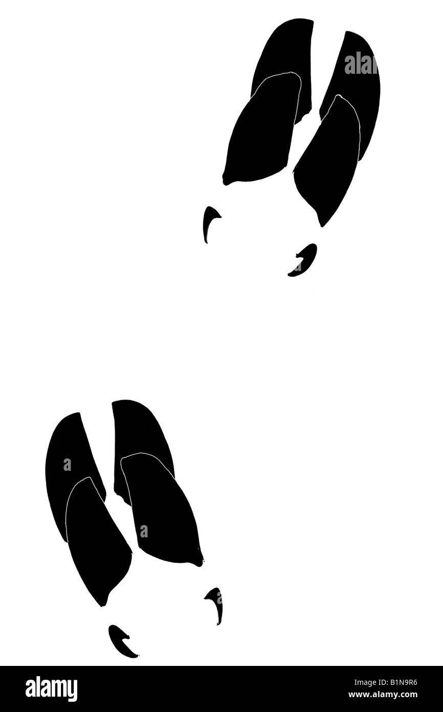 Wild Boar (Sus scrofa), footprints, drawing Stock Photo