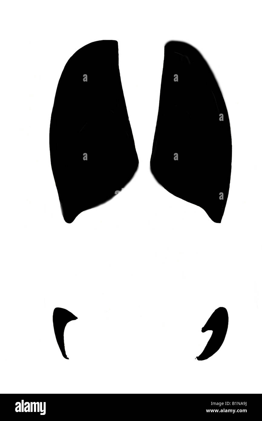 Wild Boar (Sus scrofa), footprint, drawing Stock Photo