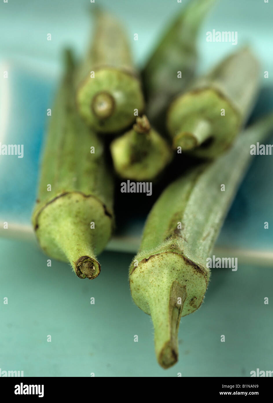 Okra pods (Hibiscus esculentus Stock Photo Alamy