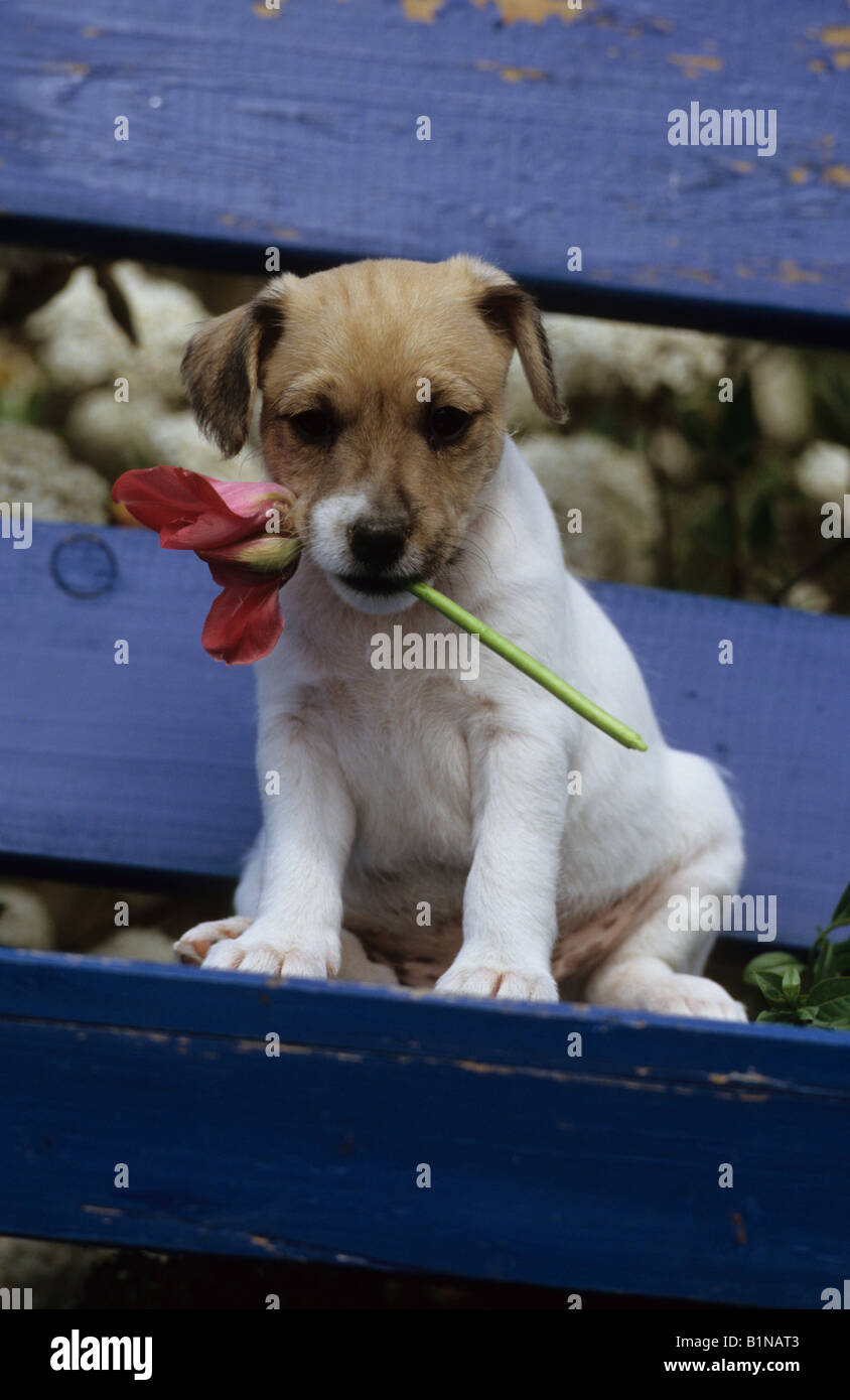 Parson Russell Terrier (Canis lupus familiaris), puppy with a flower in its snout sitting on a blue bench Stock Photo