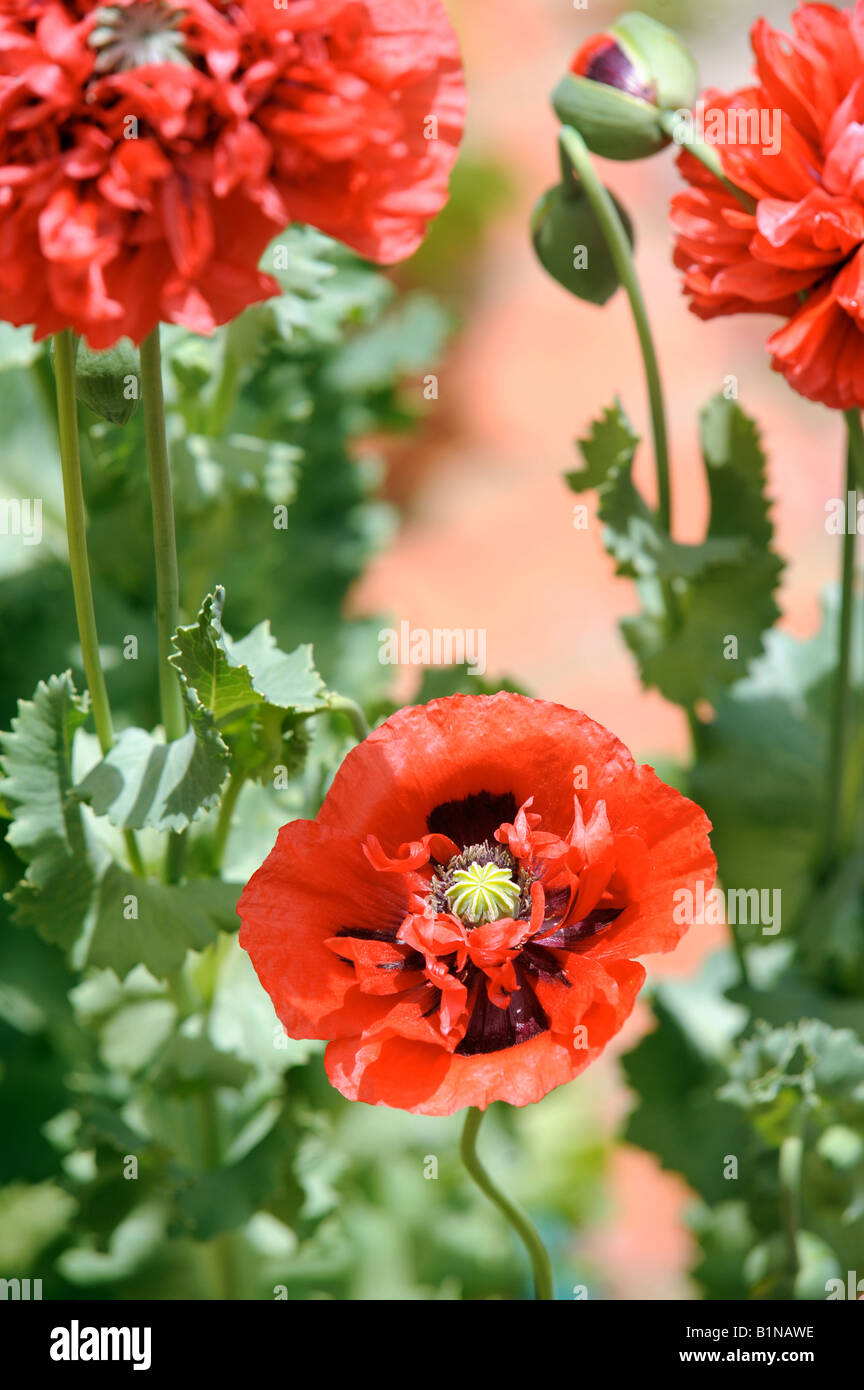 RED POPPY BLOOMS IN AN ENGLISH COTTAGE GARDEN UK Stock Photo