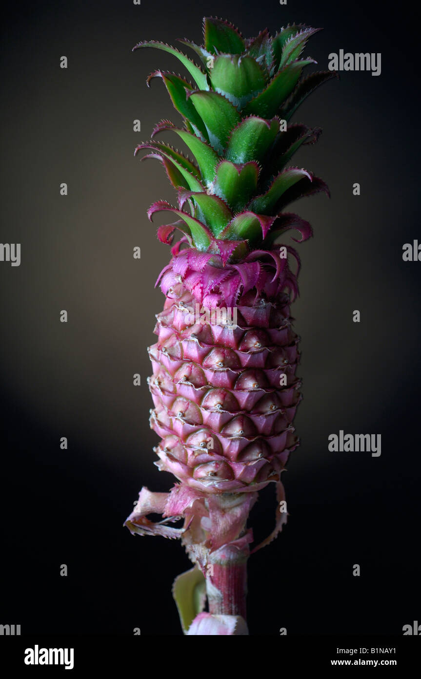 A pink pineapple Stock Photo - Alamy