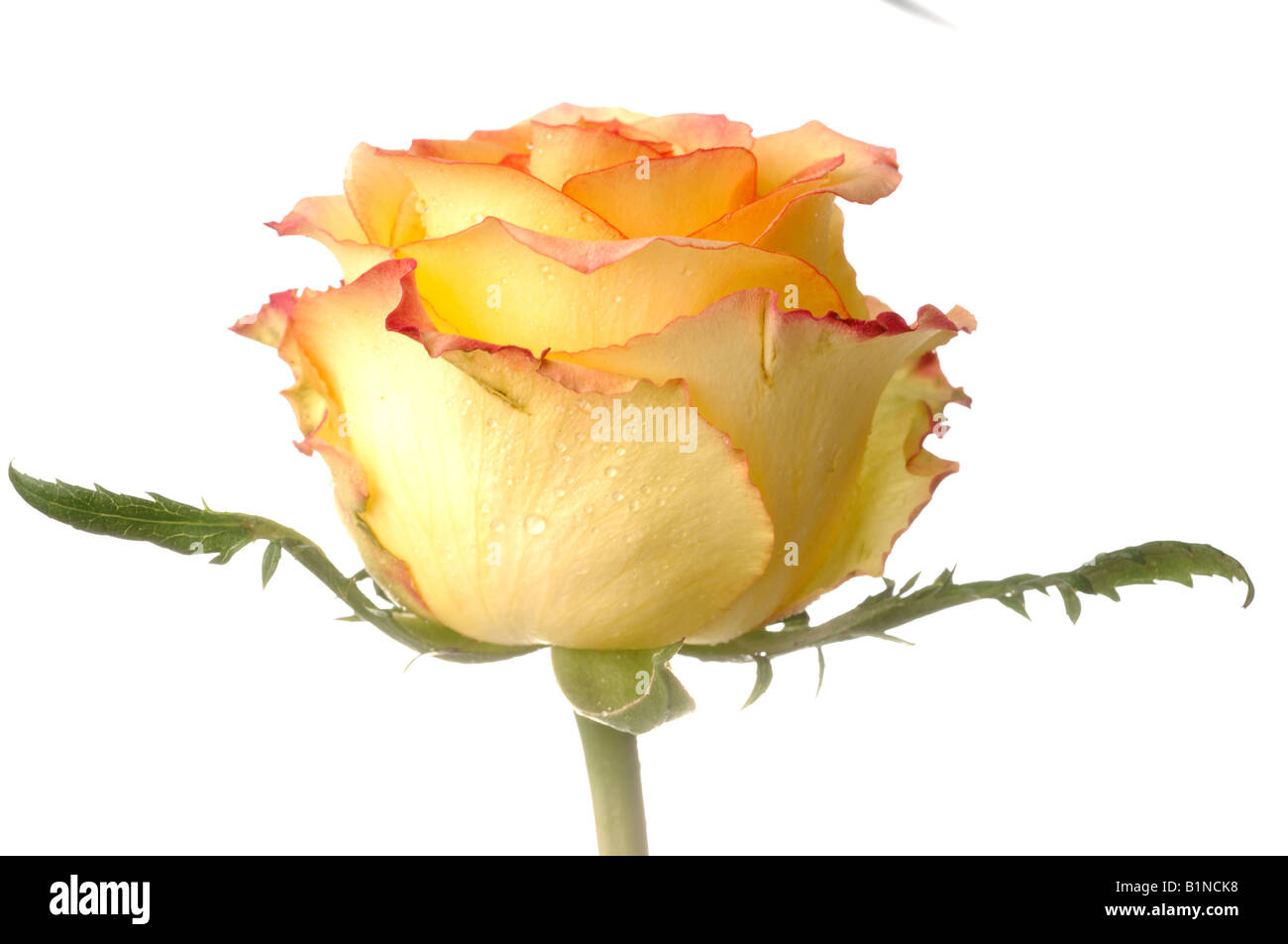Rose blossom, close up Stock Photo - Alamy