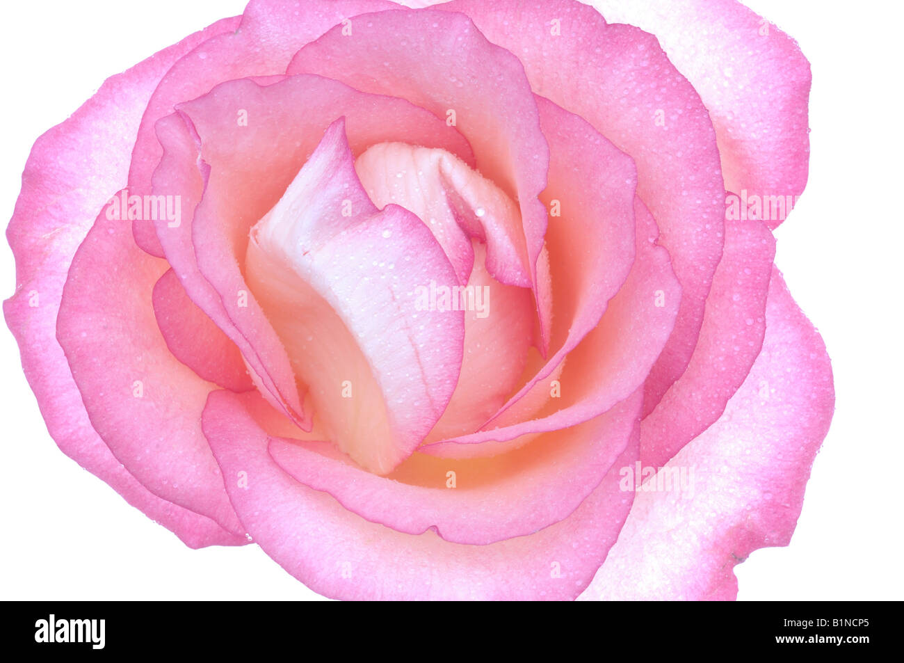 Pink rose blossom, close up Stock Photo - Alamy