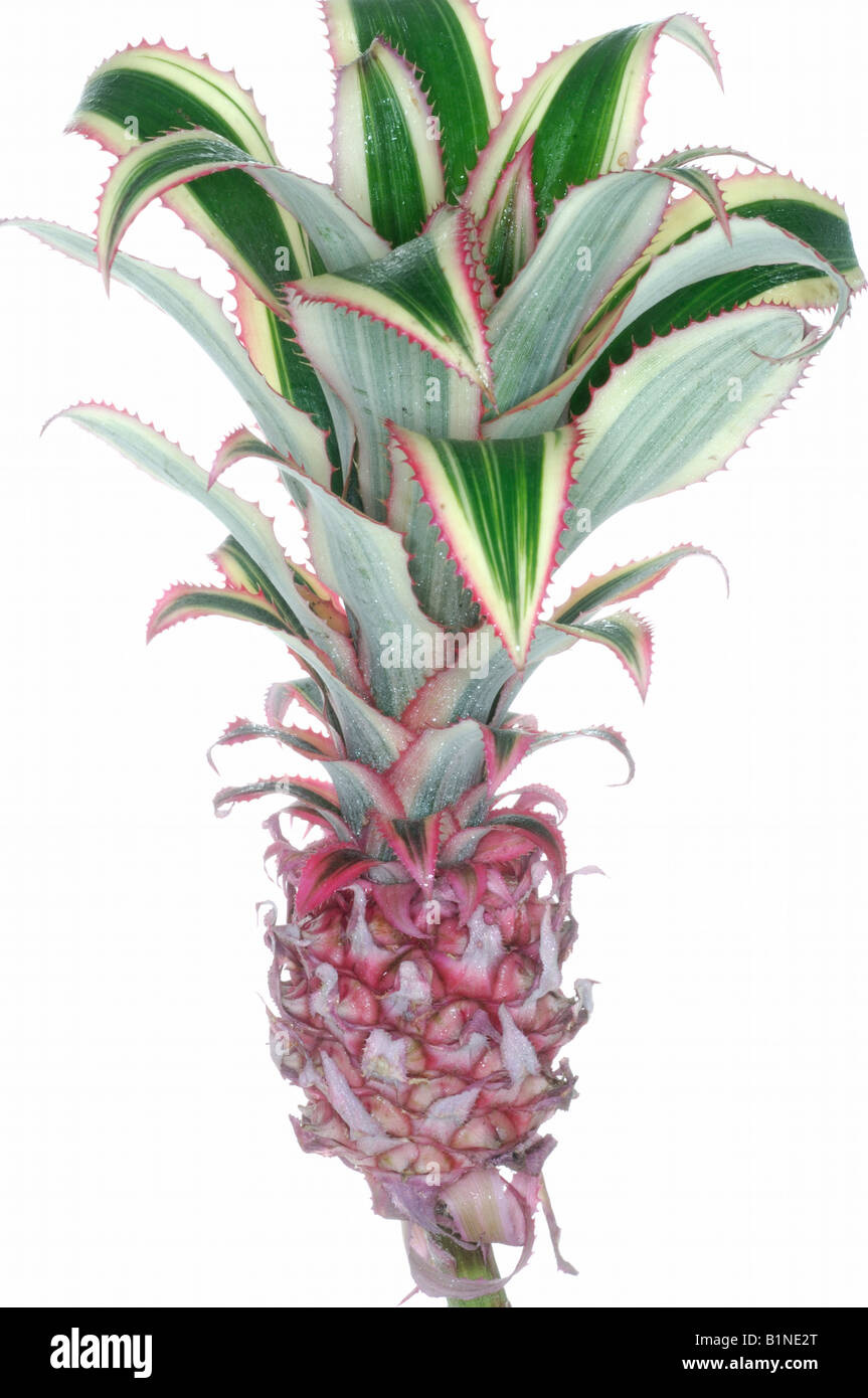 Bromelias flowers hi-res stock photography and images - Alamy