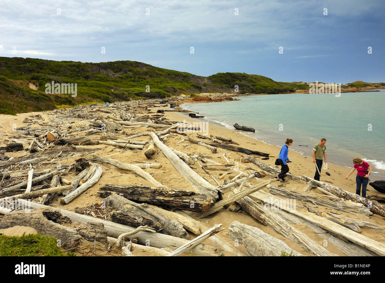 Driftwoodcovered beach, Arthur River, Tasmania Stock Photo Alamy