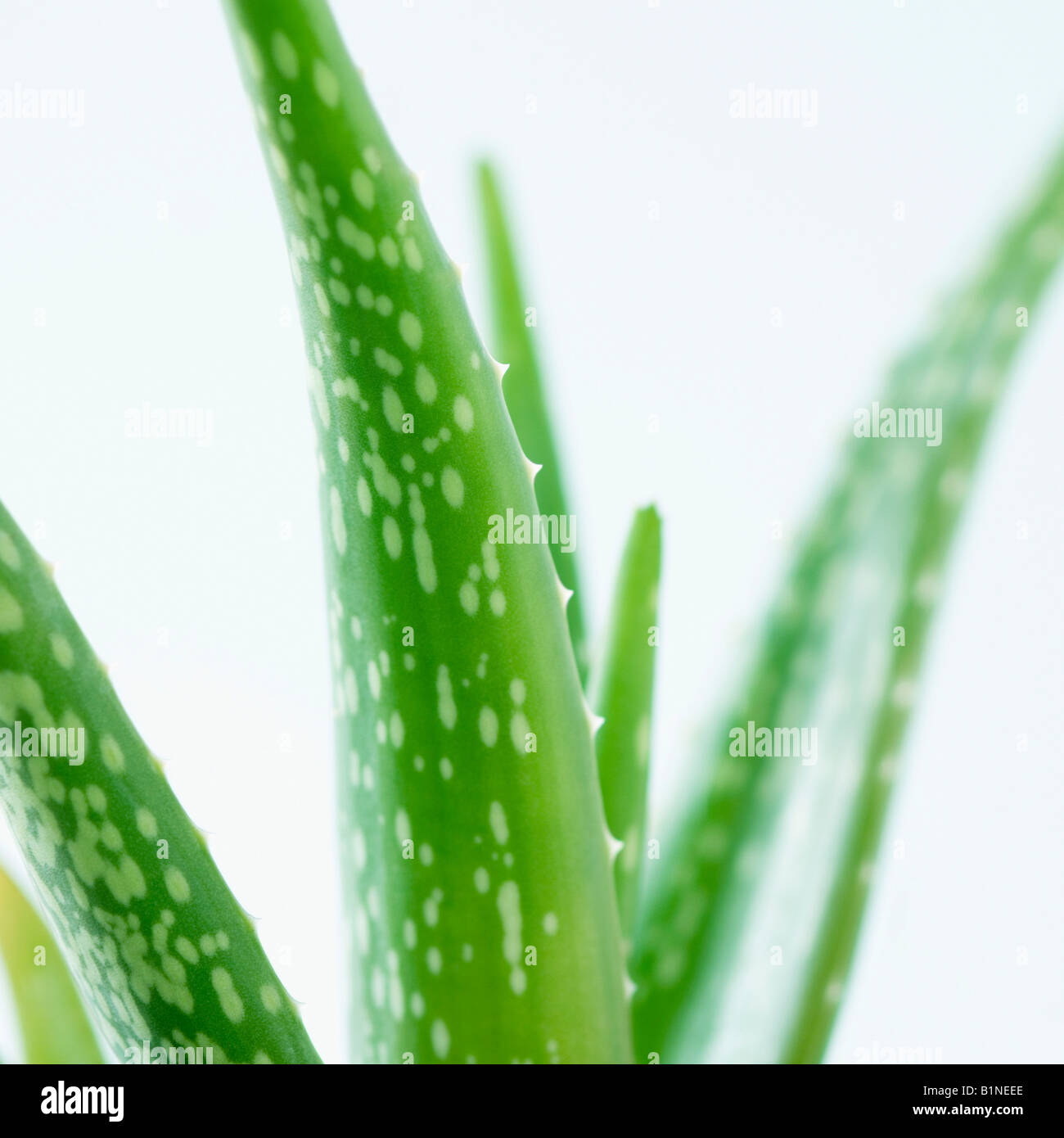 Close-up of an Aloe vera plant Stock Photo