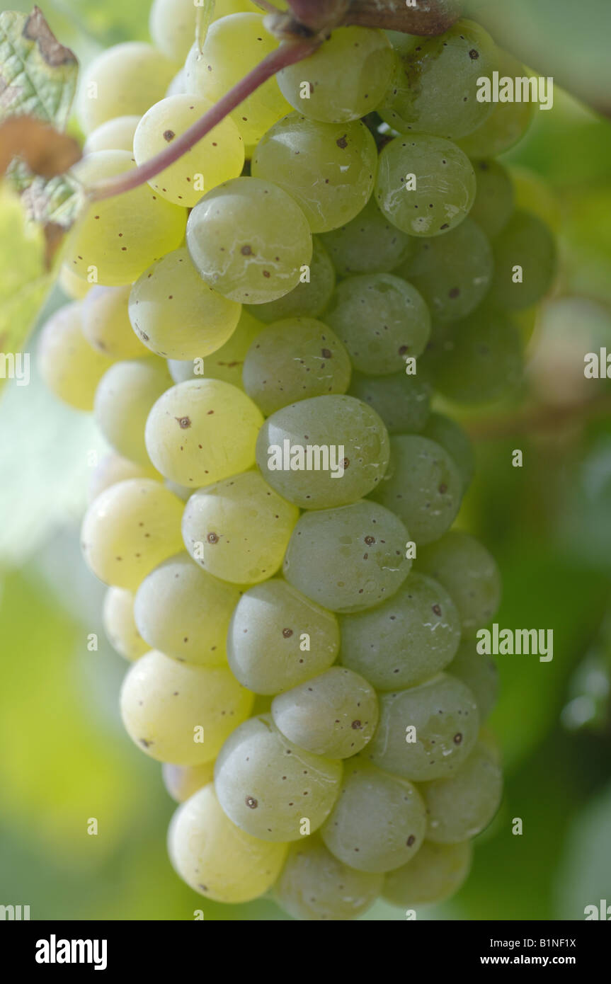 White wine grape Stock Photo Alamy