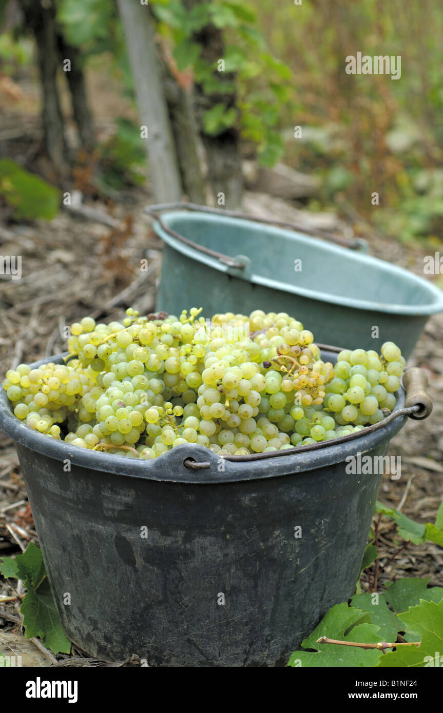 Grape tubs hires stock photography and images Alamy