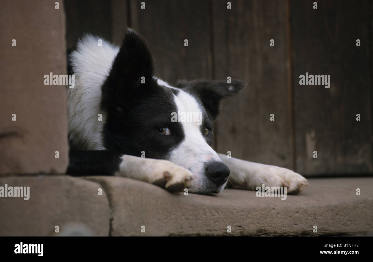 Border Collie (Canis lupus familiaris) lying on doorstep and looking around a wall Stock Photo