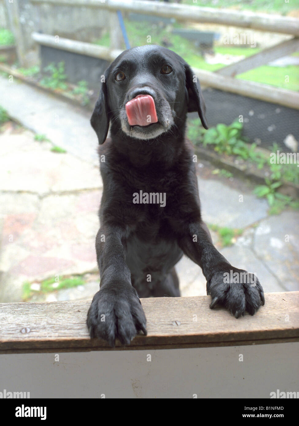 Jake the Black Labrador Licking his Nose. Stock Photo