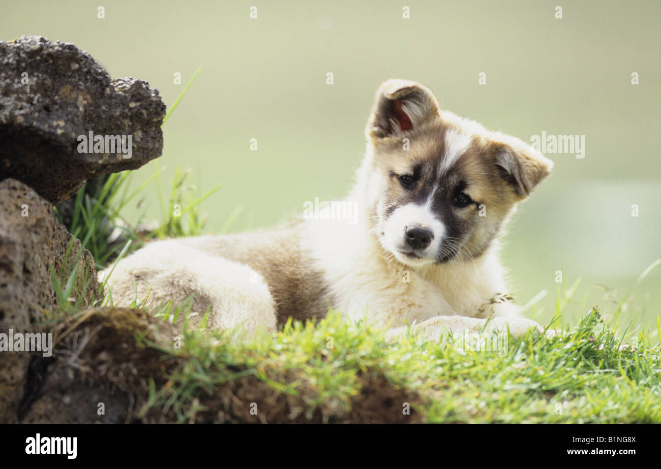 Icelandic Dog, Icelandic Sheepdog (Canis lupus familiaris), puppy on grass Stock Photo