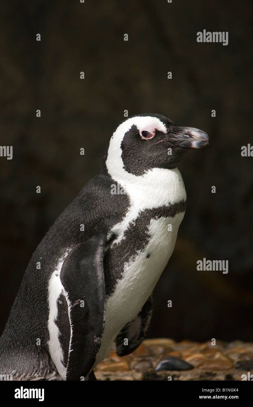 Singapore South East Asia Zoo Penguin Stock Photo - Alamy