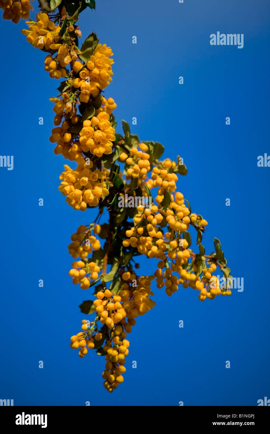 Berberis Darwinii Barberry shrub against blue sky Stock Photo